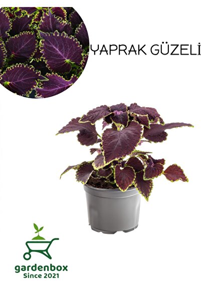 Rare Species Purple Leaf Beauty Flower 1 PIECE KOLYOS (Purple Coleus)