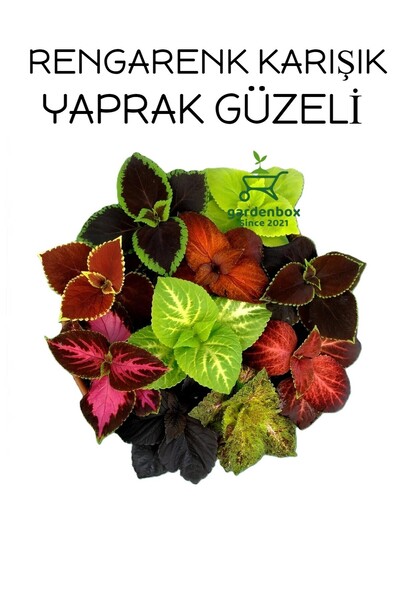 Gardenbox Karışık Renk Yaprak Güzeli 10 ADET Kolyos Mix (Coleus)
