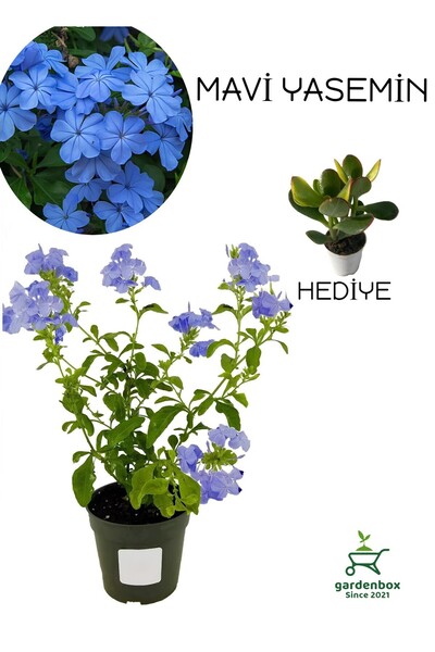 Gardenbox Canlı Mavi Yasemin Çiçeği 1 ADET Saksılı 30-60Cm+Yeşim Para Çiçeği