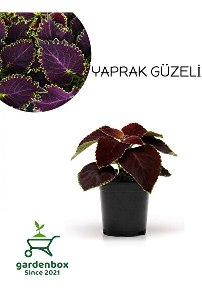 Gardenbox Nadir Tür Kolyos Yaprak Güzeli Çiçeği 1 ADET Saksılı (Coleus)