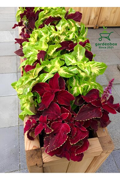 Gardenbox Özel Tür Yaprak Güzeli Çiçeği 3 ADET Mini Saksıda Kolyos(Coleus)
