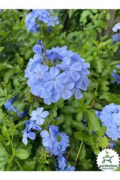 Gardenbox Mavi Top Yasemin Çiçeği Fidanı 1 ADET Saksılı 30-60Cm