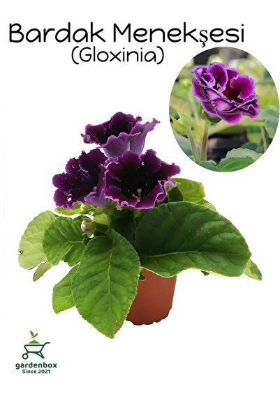Gardenbox Mor Bardak Menekşesi 1 ADET Saksılı 10-15Cm (Purple Gloxinia)