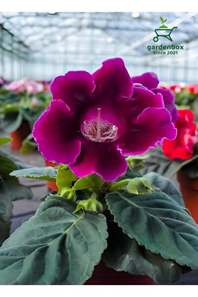 Gardenbox Mor Gloxinia Bardak Menekşei 10-15Cm