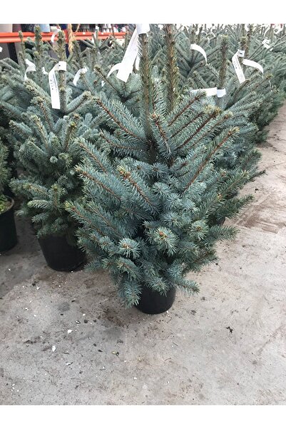 Ankara Fidan Mavi Ladin Boy 40-50 cm