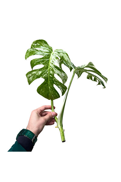 Betonish Monstera Deliciosa 'Albo Variegata' (Tepe Çelik)