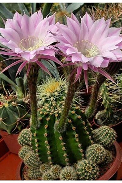 ATABEY ÇİÇEK Pembe Açan Top Kaktüs Çiçeği Sukulent