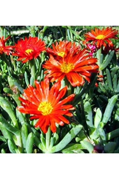 ATABEY ÇİÇEK Kırmızı Açan Acem Halısı Çiçeği