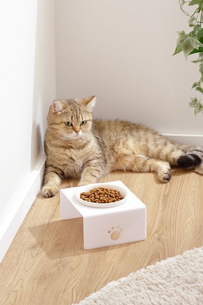 relaxco decoration & pet furniture Acrylic Ceramic Bowl Single Cat and Dog Food - Water Bowl Food Bowl