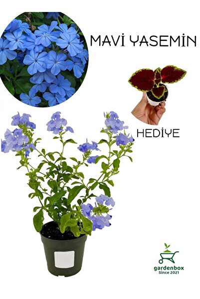 Gardenbox Canlı Mavi Yasemin Çiçeği 1 ADET Saksılı 30-60Cm+Yaprak Güzeli Çiçeği