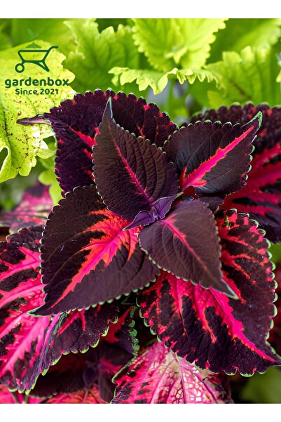 Gardenbox Cam Güzeli-Yaprak Güzeli Çiçeği 1 ADET Saksılı 10-20Cm