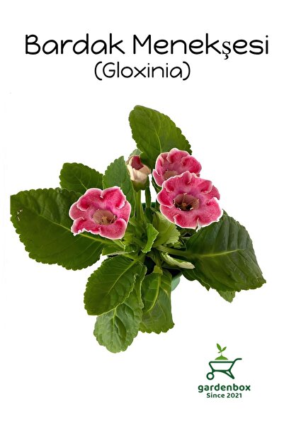 Gardenbox Pembe Renk Bardak Menekşesi 1 ADET Saksılı Pink Gloxinia