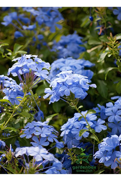 Gardenbox Sarmaşık Mavi Yasemin Çiçeği Fidanı 40-60Cm (Plumbago)