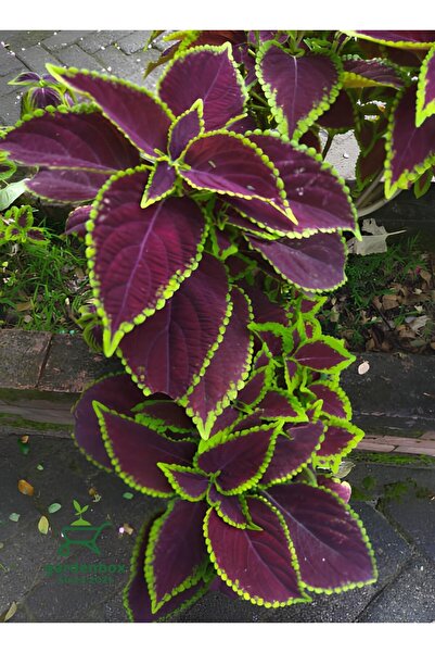 Gardenbox Bordo Yaprak Güzeli 1 ADET Saksılı KOLYOS Cam Güzeli