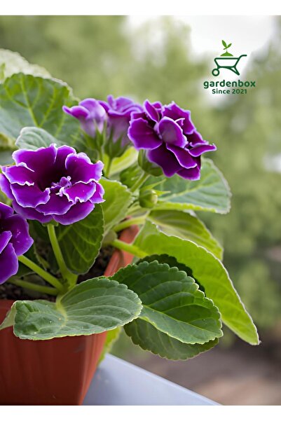 Gardenbox Mor Renk Bardak Menekşesi 1 ADET Saksılı 10-15Cm Balkon Çiçeği