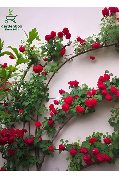 Gardenbox Videolu Kırmızı Yediveren Sarmaşık Gül Fidanı (50-80CM) Tüplü Aşılı...