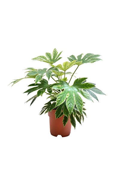 Betonish Fatsia Japonica 'Variegata' (Japon Çınarı)