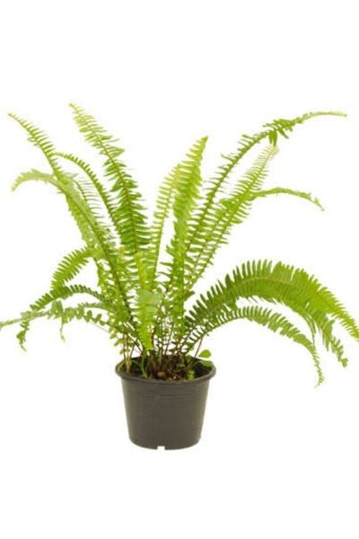 ATABEY ÇİÇEK Özel Aşk Merdiveni Çiçeği