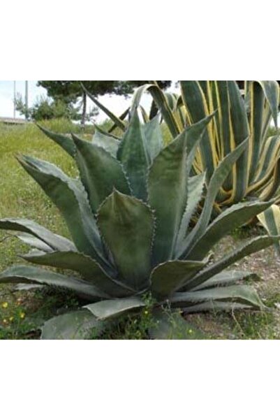 ATABEY ÇİÇEK Agave Salmiana Var Çiçeği