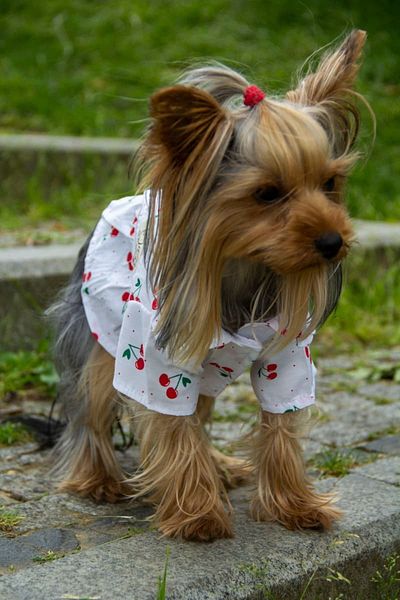 Oli and Lui Dog Dress - Cross Pattern