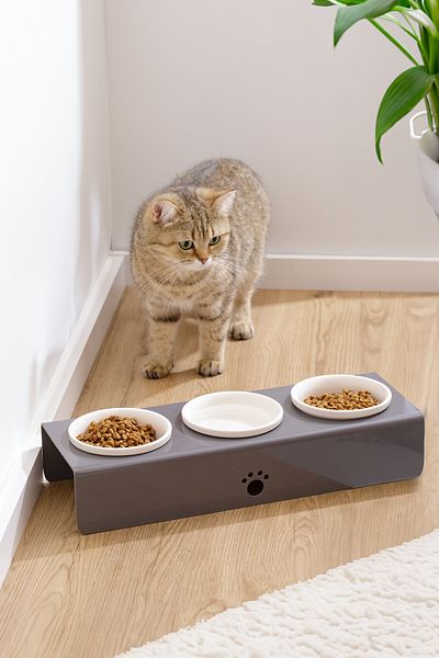 relaxco decoration & pet furniture 3-Piece Ceramic Bowl Cat and Dog Food Water Bowl