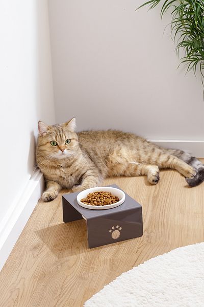 relaxco decoration & pet furniture Acrylic Ceramic Bowl Single Cat and Dog Food - Water Bowl Food Bowl