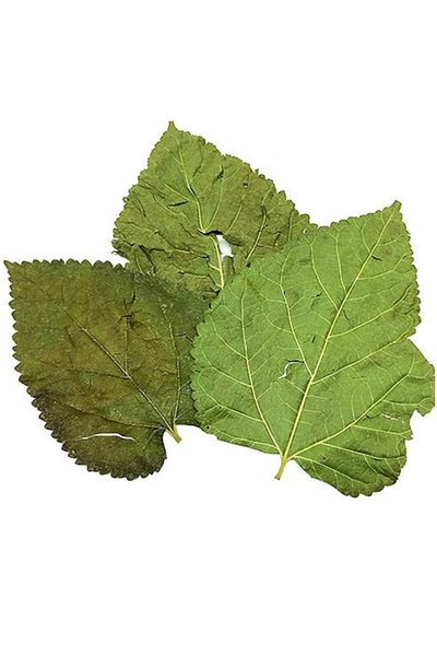 Bakkal Hasan 50 gr Mulberry Leaves - Bakkal Hasan