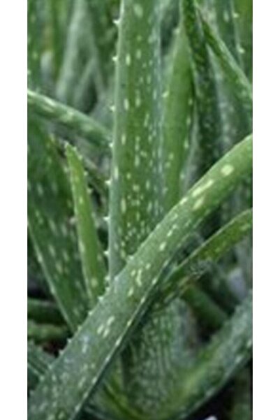 ATABEY ÇİÇEK Aloe Vera Bitkisi Çiçek 15-20cm