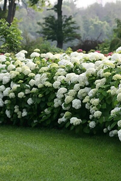 AnkaBahçe Çınar Yapraklı Beyaz Kartopu Çiçeği 80-100 cm