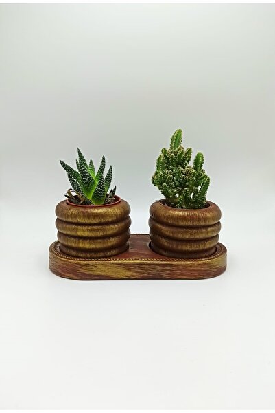 Home 3'lü Desenli Sukulent ve Kaktüs Saksı Seti