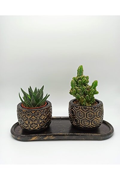 Home 3'lü Desenli Sukulent ve Kaktüs Saksı Seti