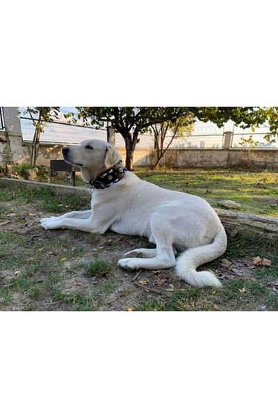 Sürmeli Tasma Wide Kangal Dog Collar with Bell Genuine Buffalo Leather