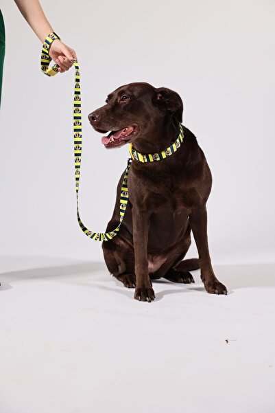 PAWLOOK Fenerbahçe Lisanslı Köpek Gezdirme Kayışı, Gezdirme Kayışı, Çubuklu