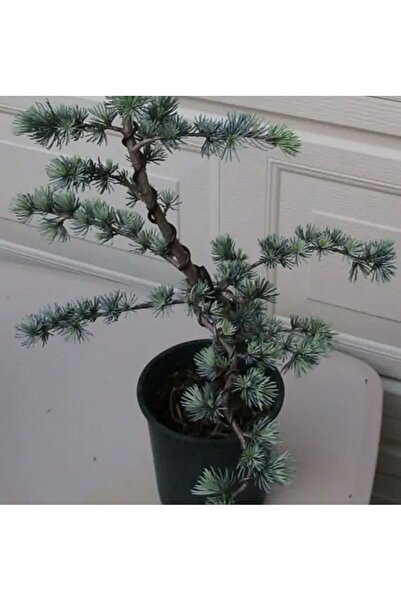 AnkaBahçe Atlantik Sediri Mavi Renkli Sedir Fidanı