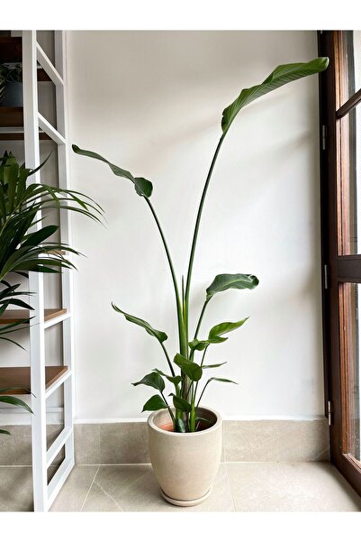 Su Plant Starliçe - Beyaz Cennet Kuşu - XL - Tek Köklü (Strelitzia Nicolai) 1...