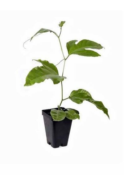 alanyayiğit Pasiflora Fidanı