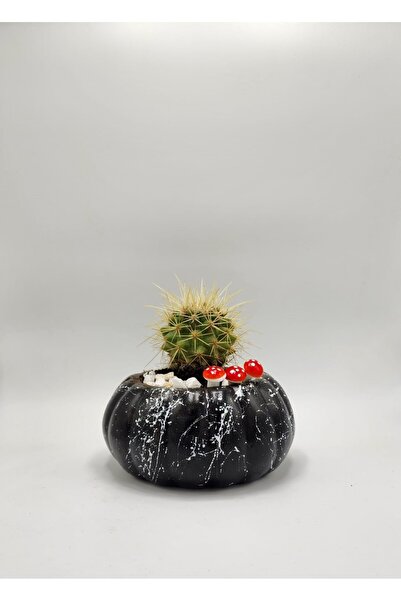 Home Balkabağı Saksı