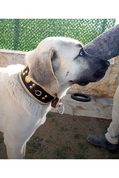 Sürmeli Tasma Kangal Dog Collar Genuine Leather Wide