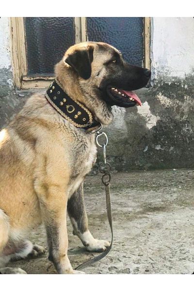 Sürmeli Tasma Kangal Dog Collar Wide Genuine Buffalo Leather