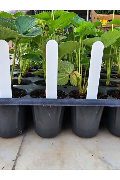 UĞURBATIN Bitki Etiketi - Fidan Etiketi - Fide Tanıma Etiketi Beyaz - 100 Ade...