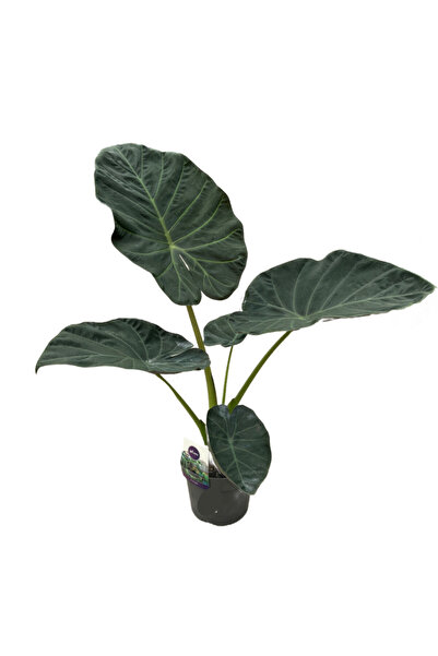 Betonish Alocasia 'Regal Shield' (Fil Kulağı)