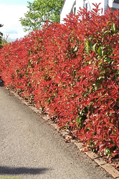 AnkaBahçe Alev Çalısı 50 Adet 10~20cm Photinia Red Robin