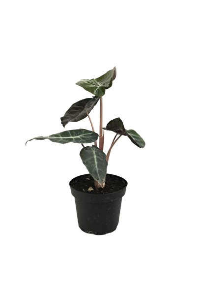 Betonish Alocasia 'pembe Ejderha' (FİL KULAĞI)