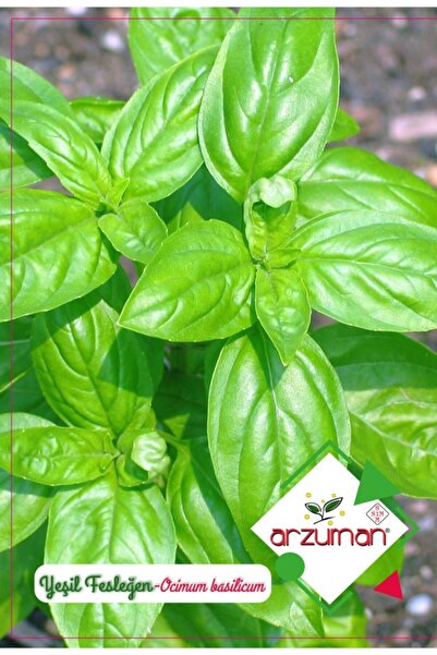 Arzuman Tohum Arzuman Yeşil Fesleğen (ocimum Basilicum) Tohumu 100 Adet