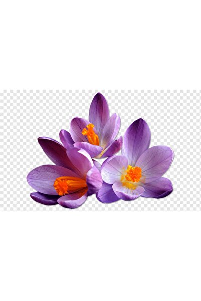 İLAYFİDANCILIK Turuncu Göbekli Mor Safran Çiçeği Soğanı 5 Adet