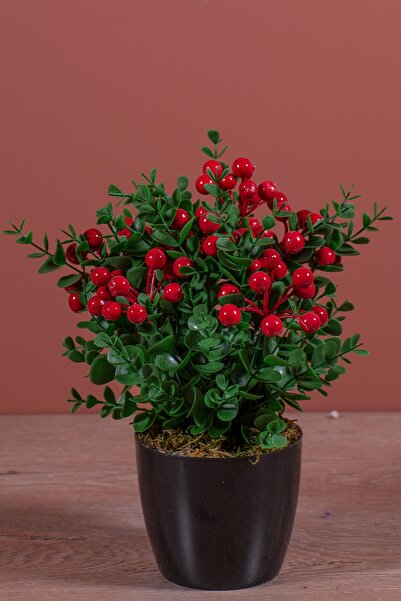 YAPAY ÇİÇEKÇİNİZ Siyah Saksıda Yapay Kokina Ağacı