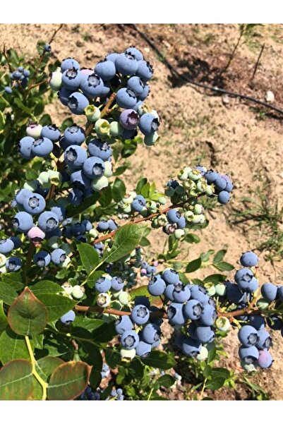 BURSATARIM Bursa Tarım Chandler Yaban Mersini