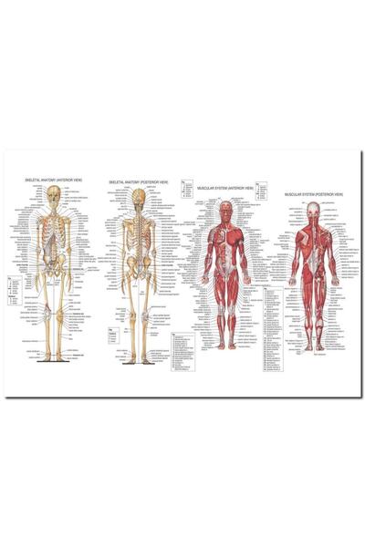 Cakatablo Ahşap Tablo Iskelet Kas Sistemi Çizimi Ve Isimlendirmesi Görseli (2...