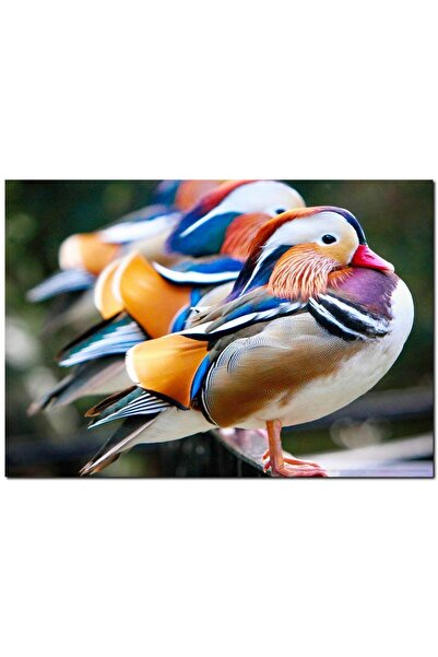 Cakatablo Ξύλινος Πίνακας Πάπιες Μανταρίνι (Μέγεθος 25x35 εκ.)