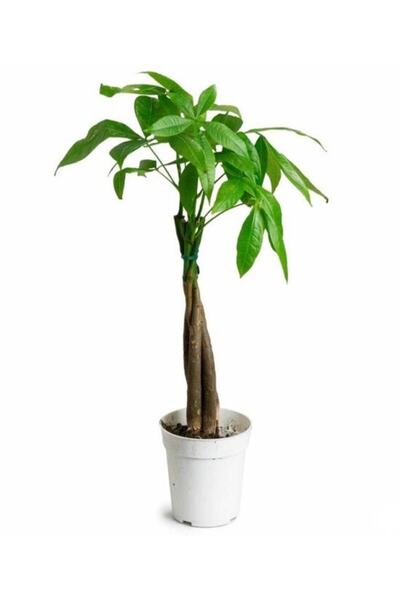 BİTKİ KARAVANI Pachira Aquatica-mini Örgülü Para Ağacı 40-50 Cm